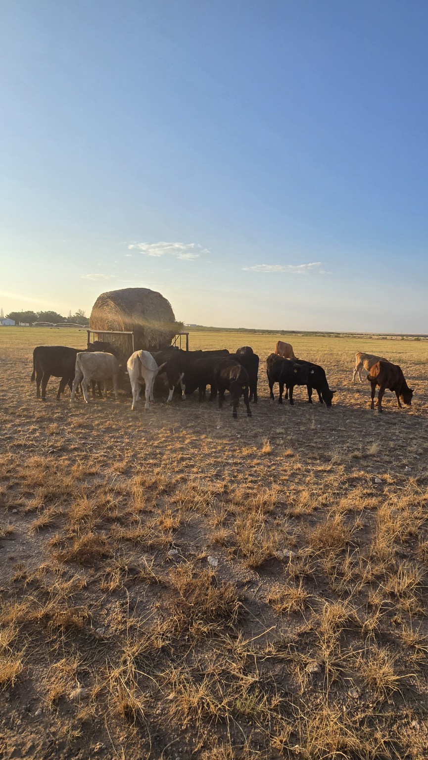 Cattle gathered around a bale feeder at sunset in West Texas